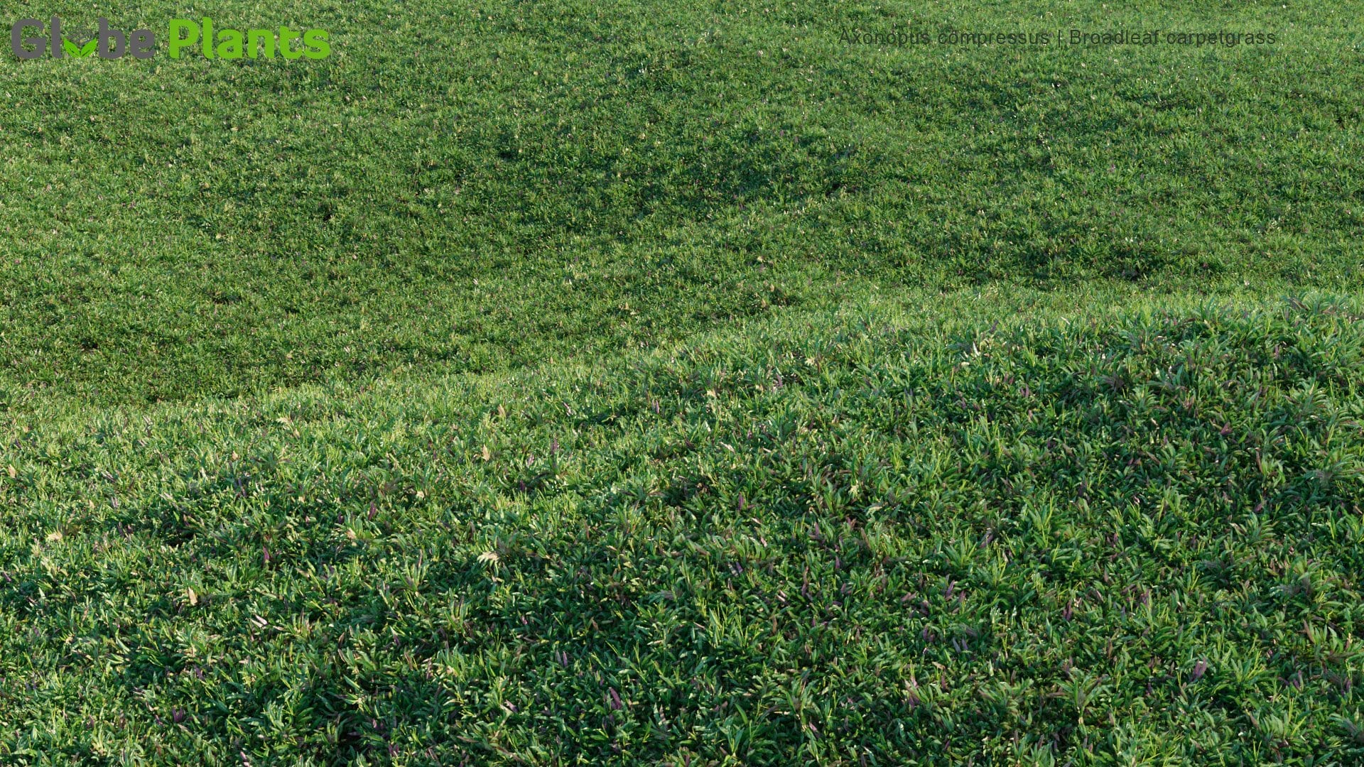 Axonopus Compressus - Broadleaf Carpetgrass , Carpet-Grass, Tropical Carpet Grass, Blanket Grass, Lawn Grass, Louisiana Grass, Savanna Grass, Kearsney Grass (3D Model)