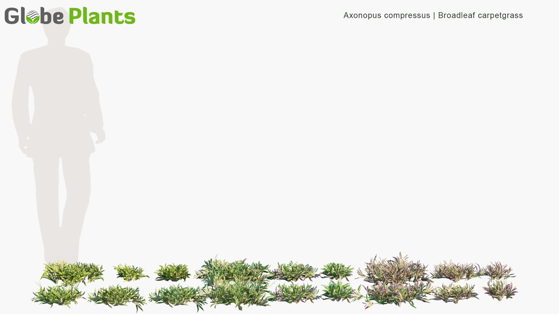 Axonopus Compressus - Broadleaf Carpetgrass , Carpet-Grass, Tropical Carpet Grass, Blanket Grass, Lawn Grass, Louisiana Grass, Savanna Grass, Kearsney Grass (3D Model)