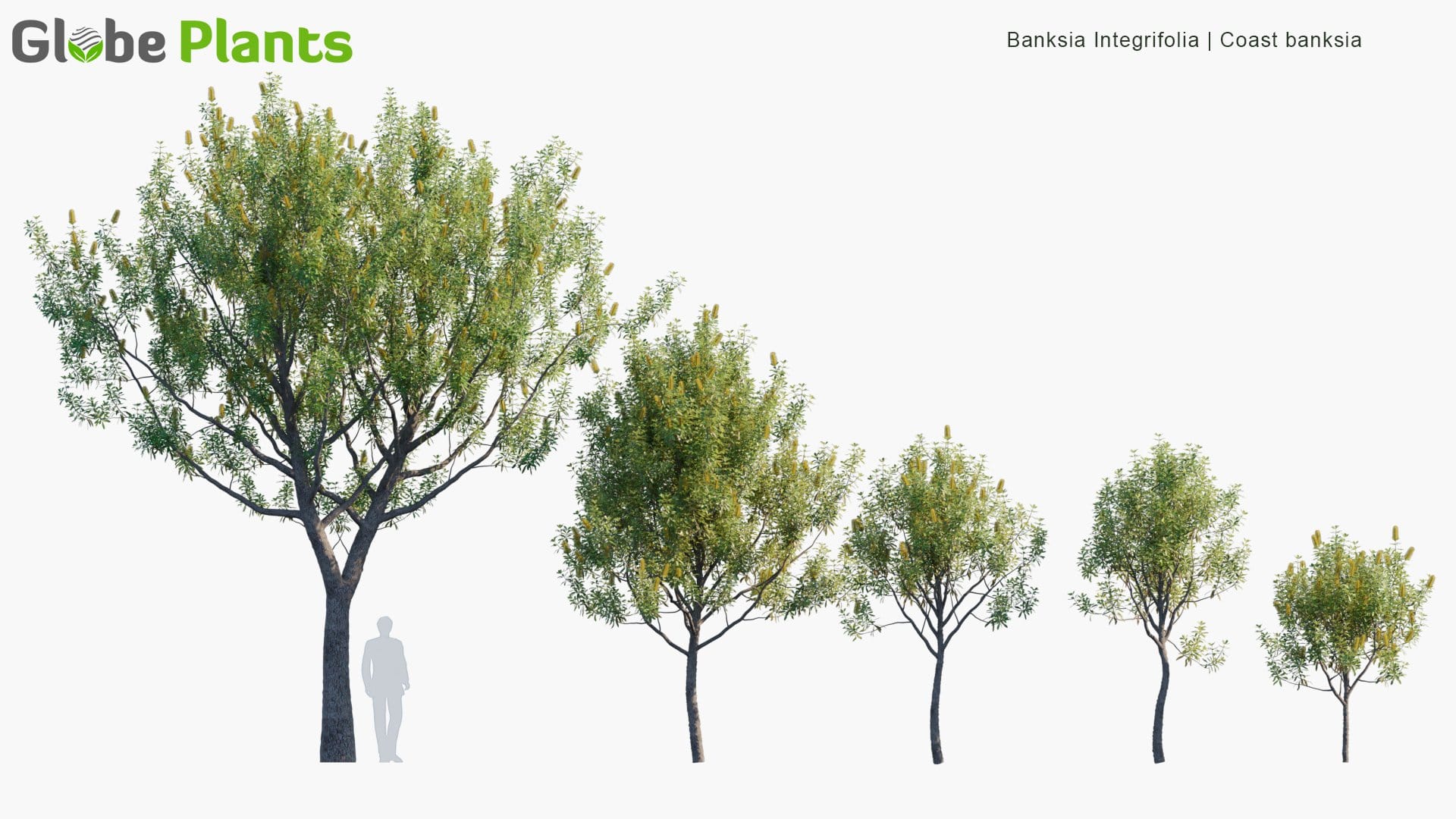 Banksia Integrifolia 3D Model