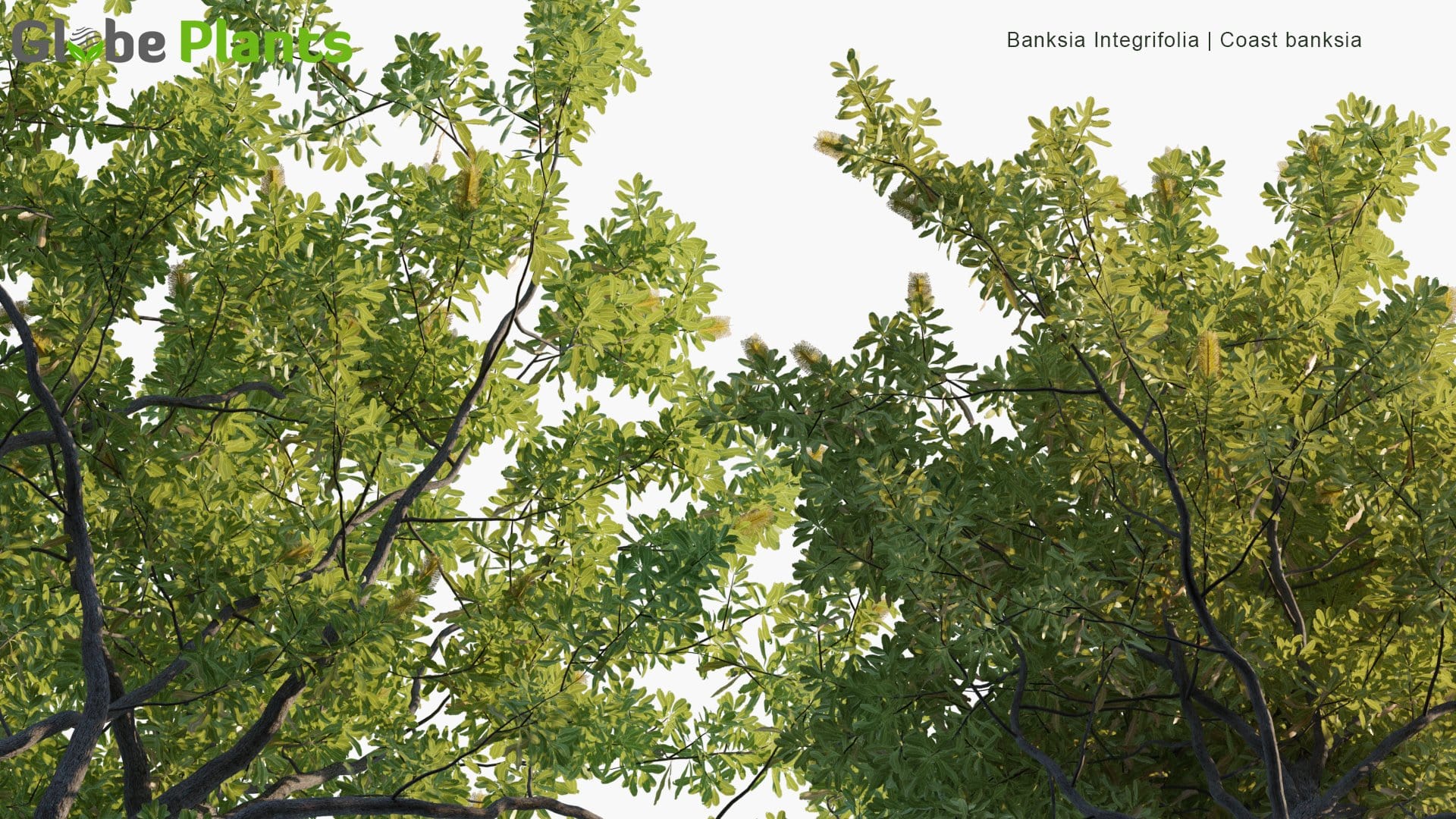 Banksia Integrifolia 3D Model