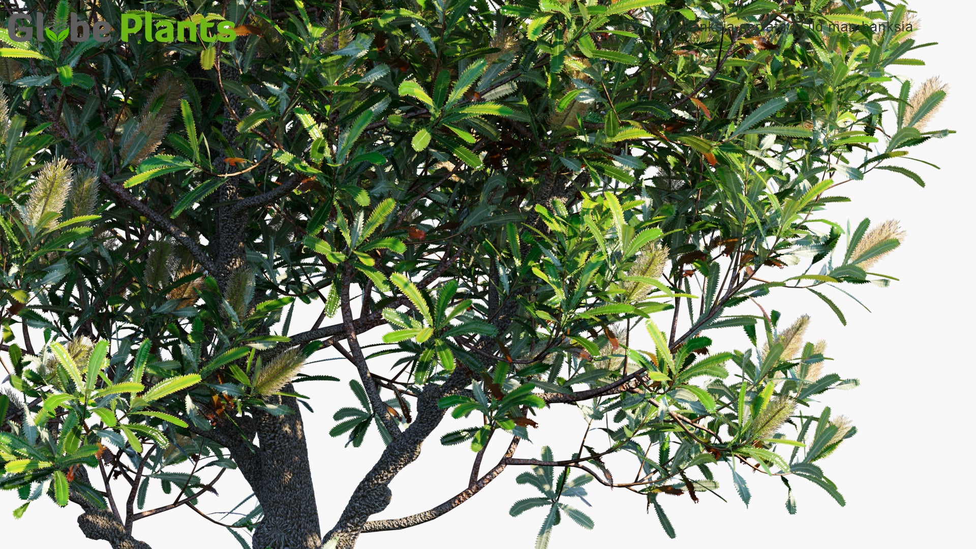 Banksia Serrata - Old Man Banksia