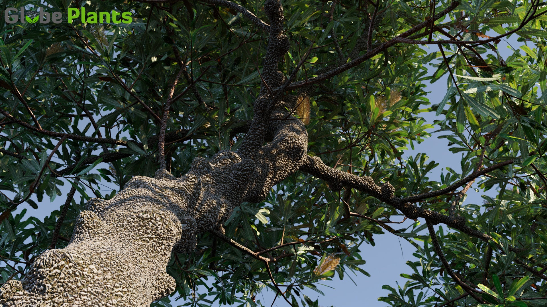 Banksia Serrata 3D Model