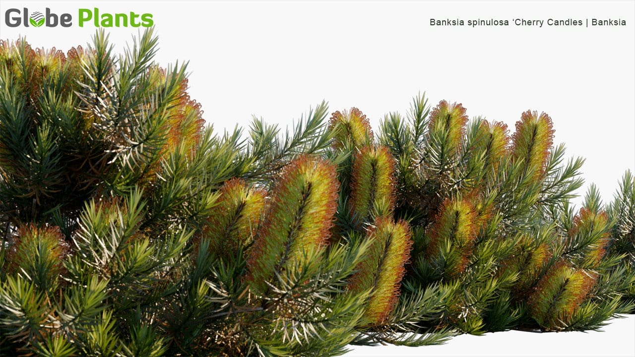 Banksia Spinulosa ‘Cherry Candles’ - Banksia (3D Model)