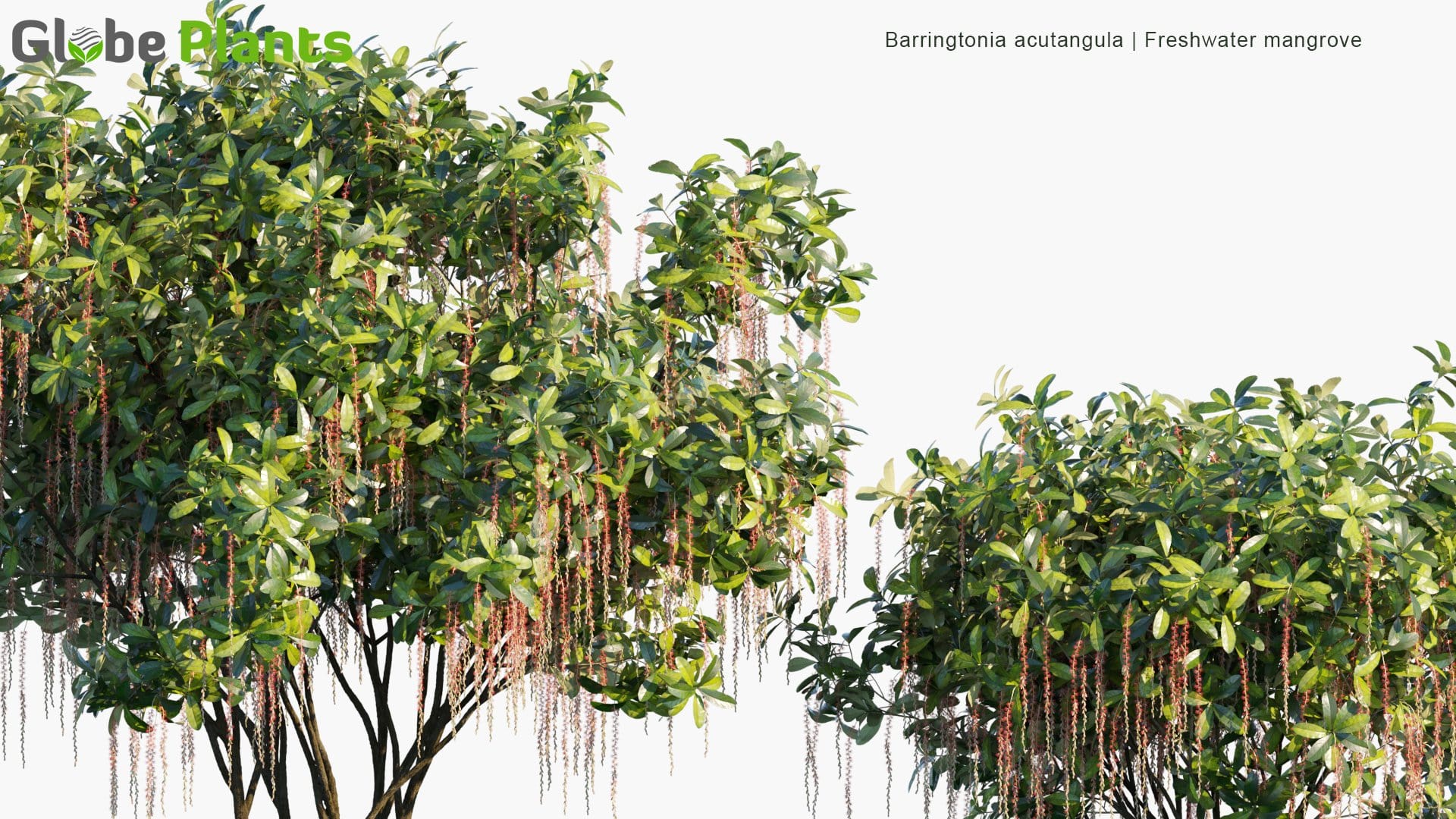 Barringtonia Acutangula 3D Model