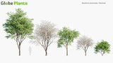 Load image into Gallery viewer, Bauhinia Acuminata - Kanchan, Dwarf White Bauhinia, White Orchid-Tree, Snowy Orchid-Tree