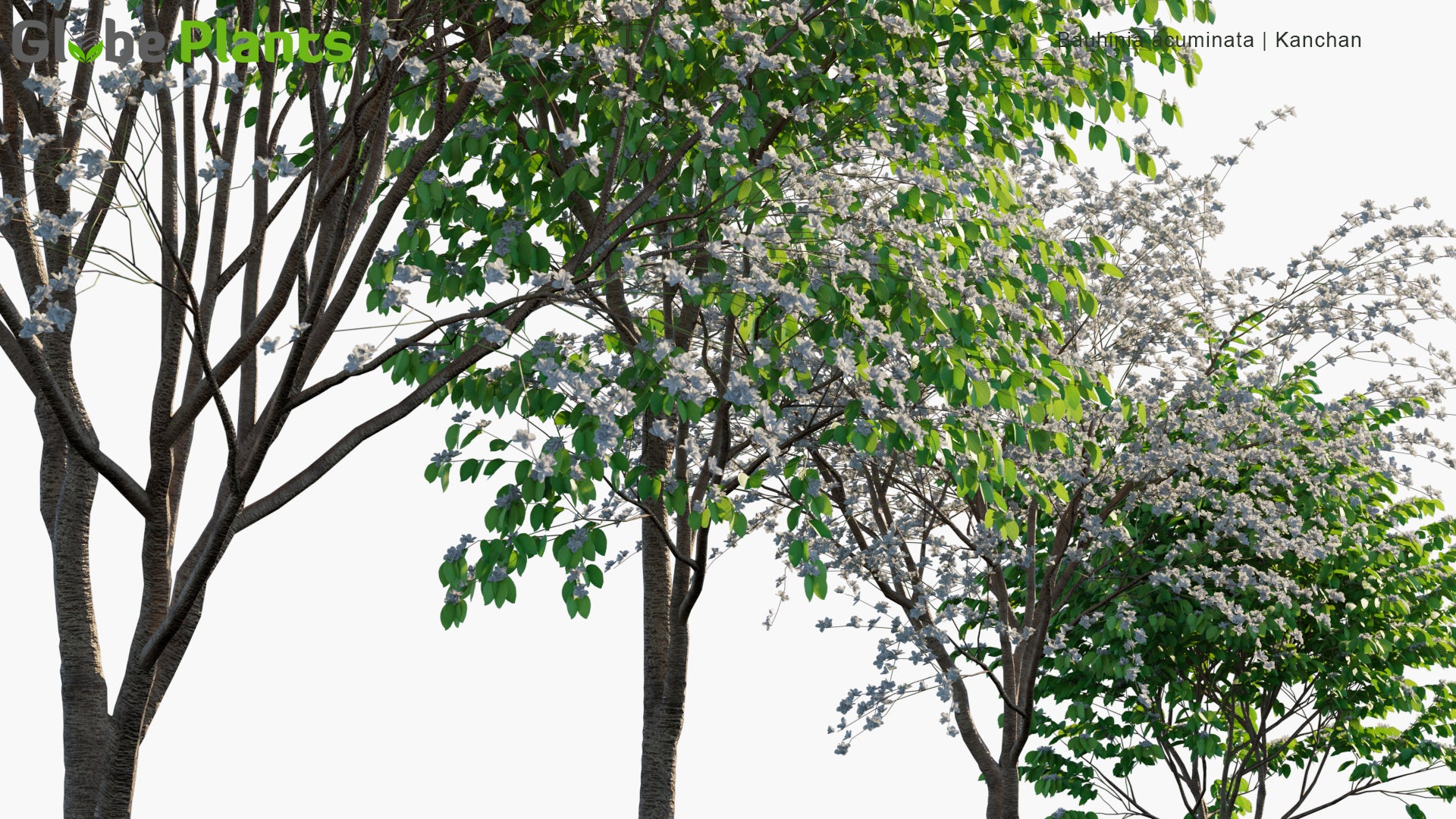 Bauhinia Acuminata - Kanchan, Dwarf White Bauhinia, White Orchid-Tree, Snowy Orchid-Tree