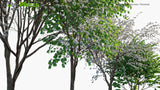 Load image into Gallery viewer, Bauhinia Acuminata - Kanchan, Dwarf White Bauhinia, White Orchid-Tree, Snowy Orchid-Tree