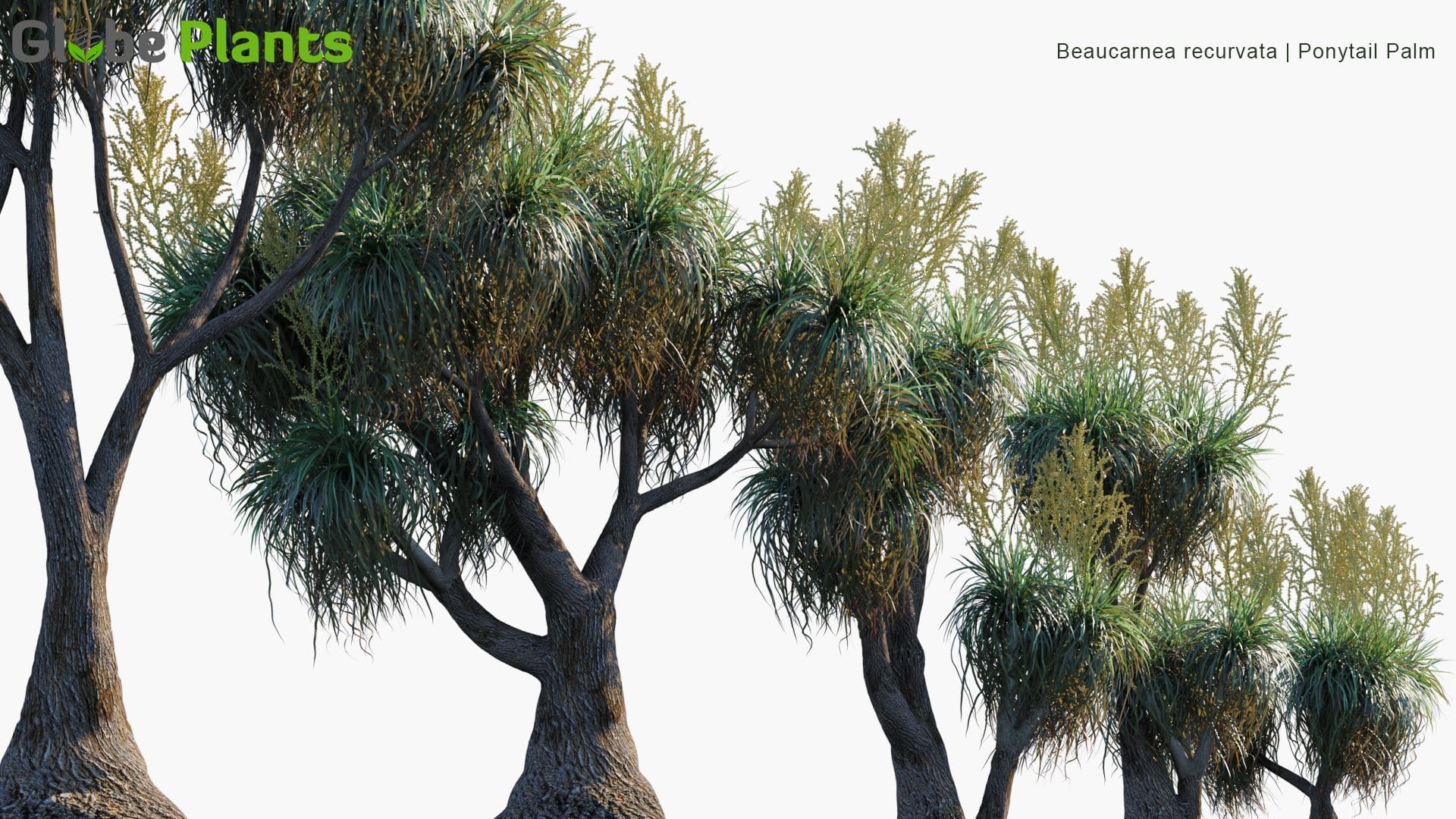 Beaucarnea Recurvata - Ponytail Palm (3D Model)