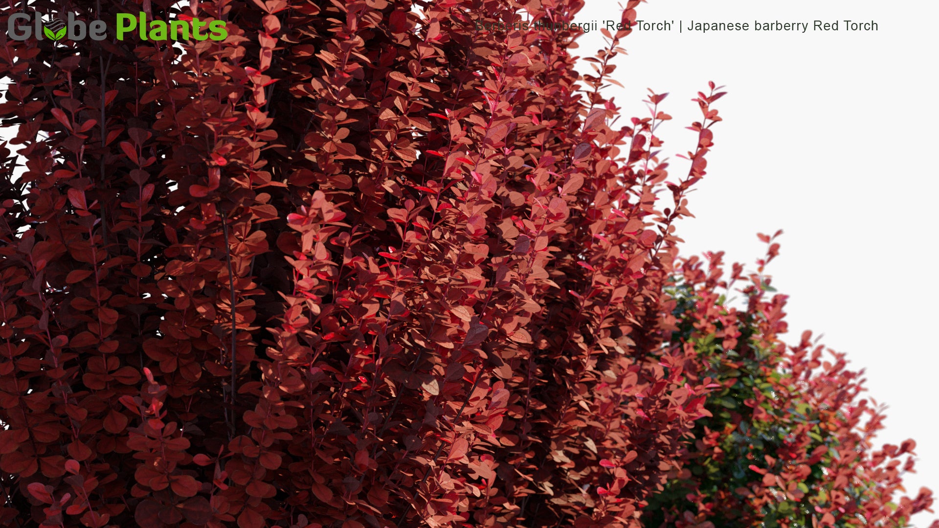 Berberis Thunbergii 'Red Torch' - Japanese Barberry Red Torch