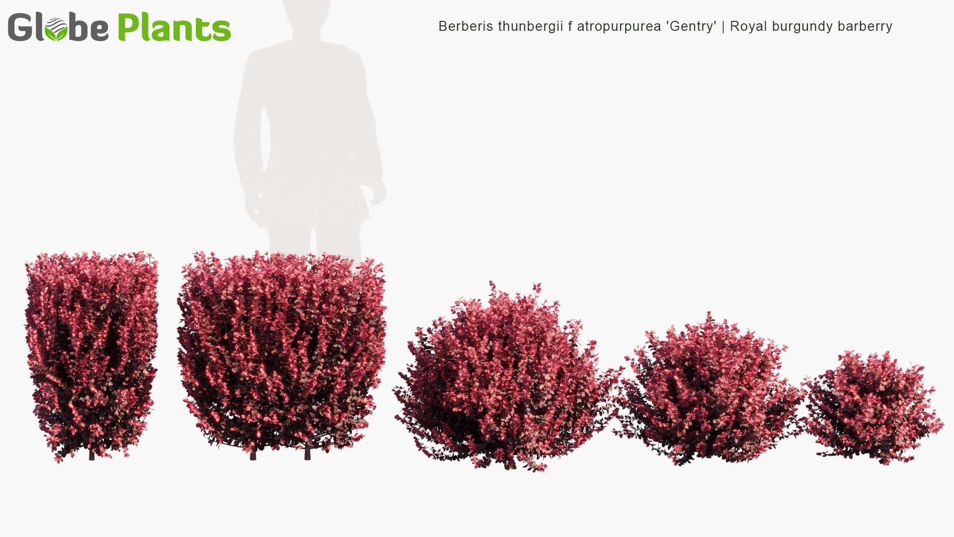 Berberis Thunbergii F. Atropurpurea 'Gentry' 3D Model