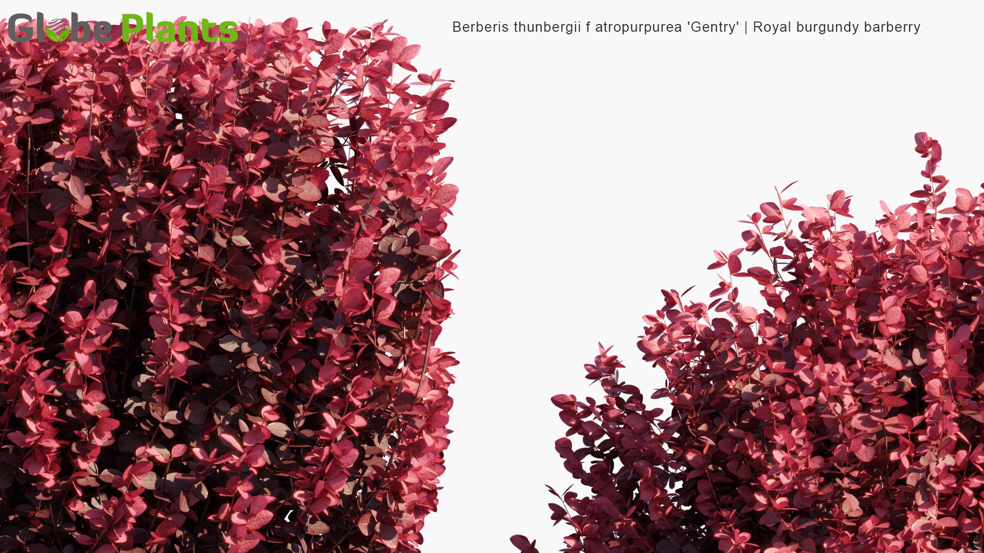 Berberis Thunbergii F. Atropurpurea 'Gentry' - Royal Burgundy Barberry (3D Model)