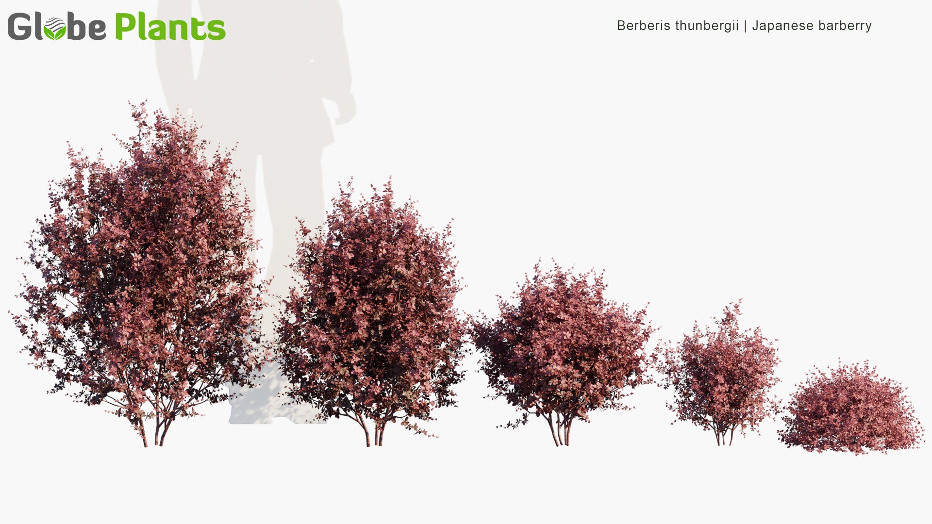 Berberis Thunbergii - Japanese Barberry, Thunberg's Barberry, Red Barberry (3D Model)