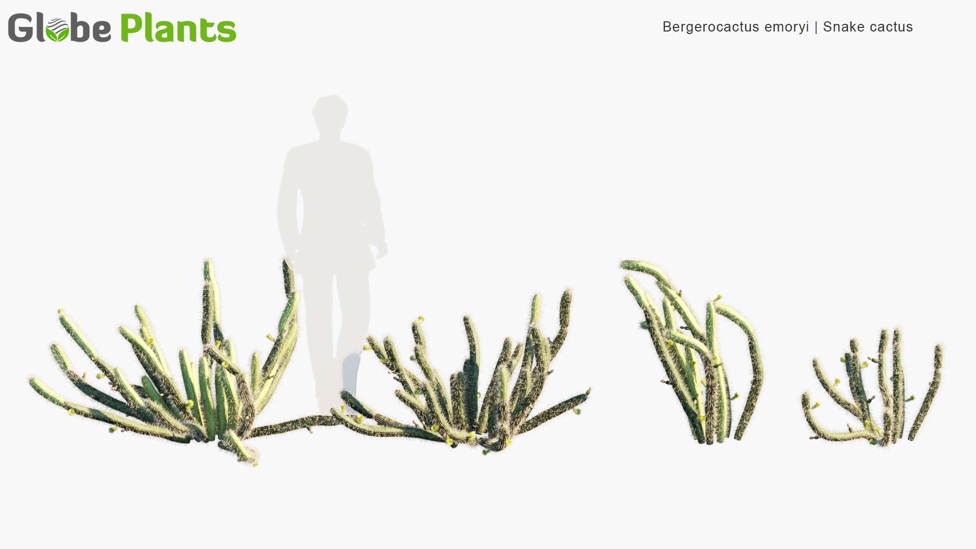 Bergerocactus Emoryi 3D Model