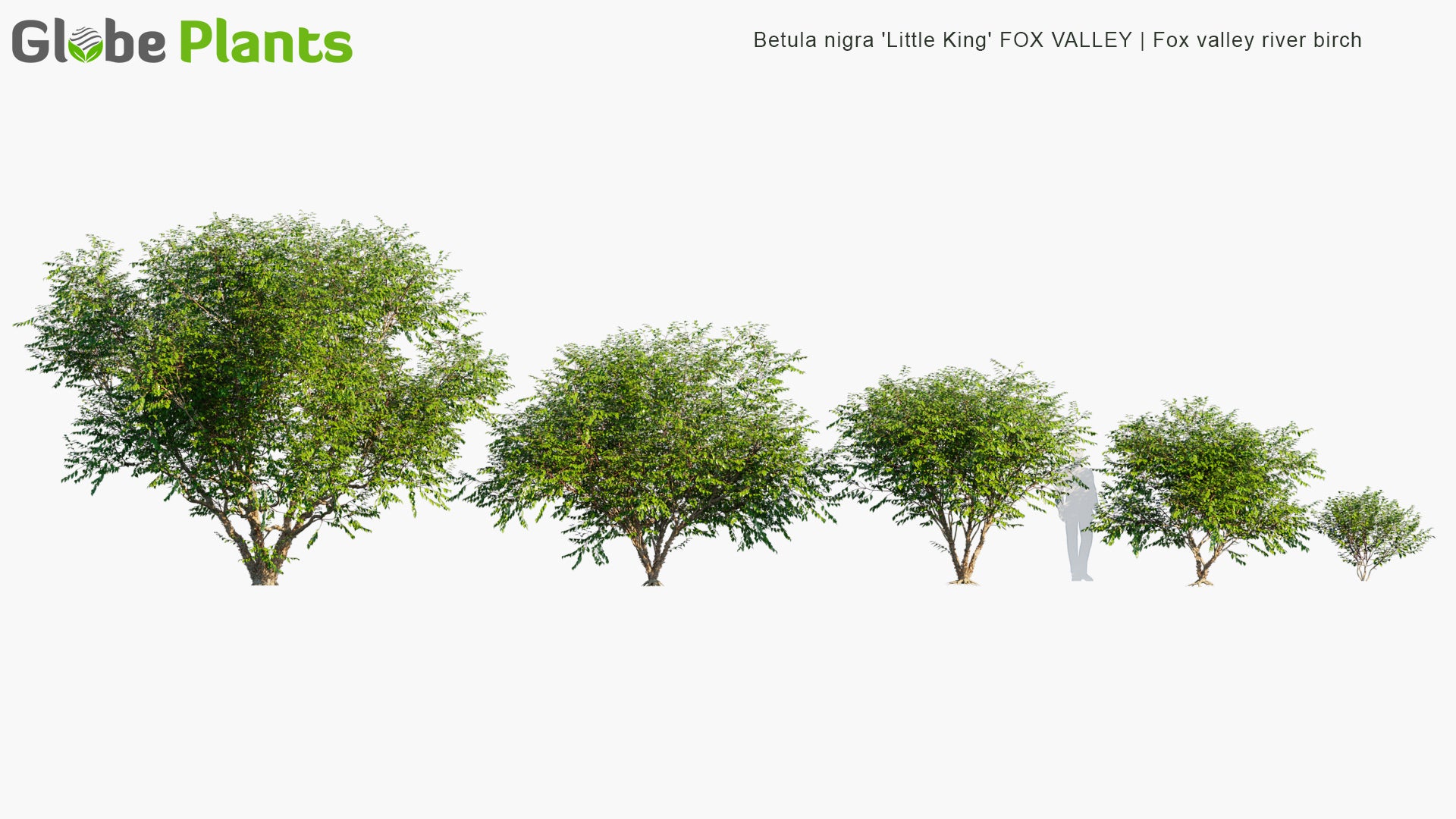 Betula Nigra 'Little King' Fox Valley 3D Model