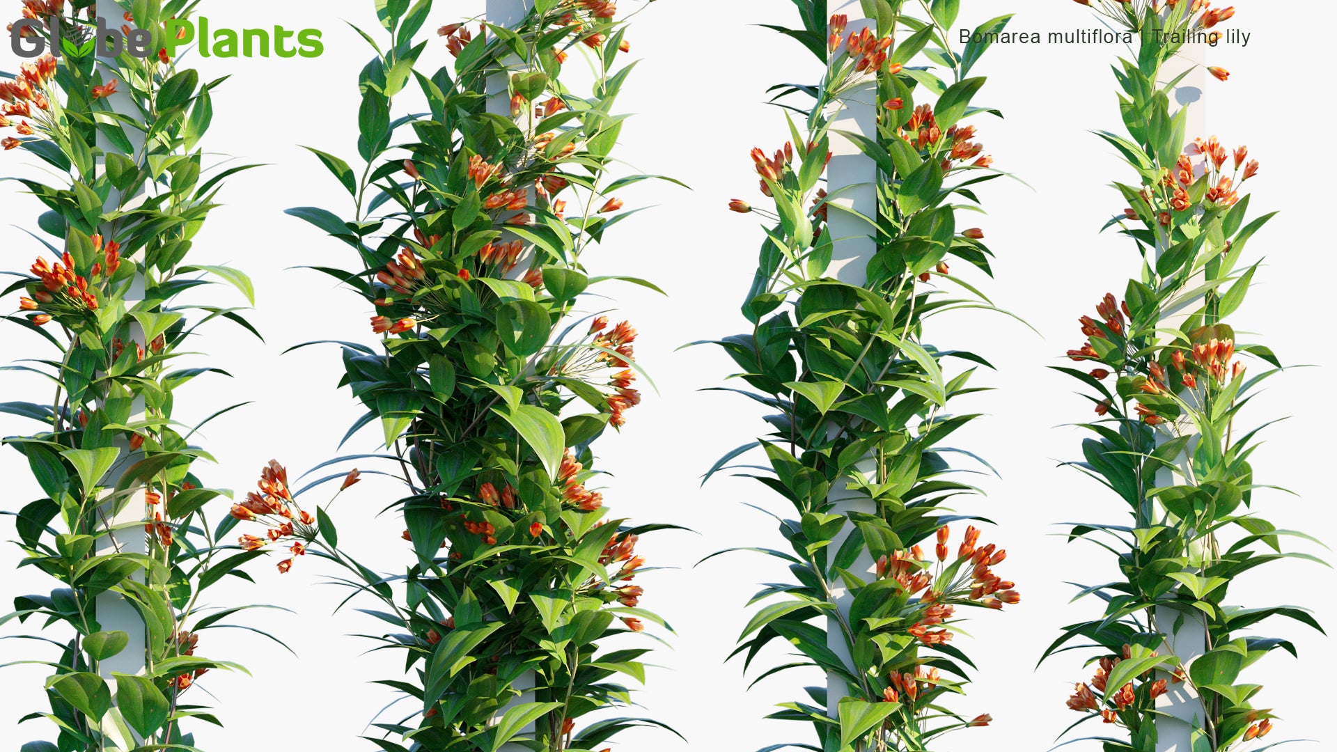 Bomarea Multiflora - Trailing Lily (3D Model)