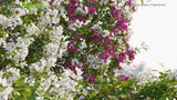 Load image into Gallery viewer, Bougainvillea Glabra - Lesser Bougainvillea, Paperflower | Hedge (3D Model)