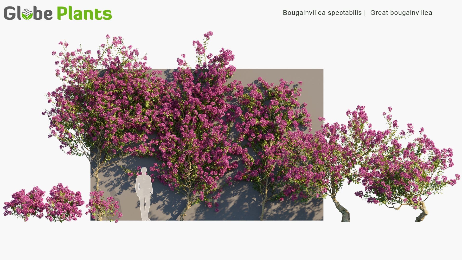 Bougainvillea Spectabilis - Great Bougainvillea (3D Model)