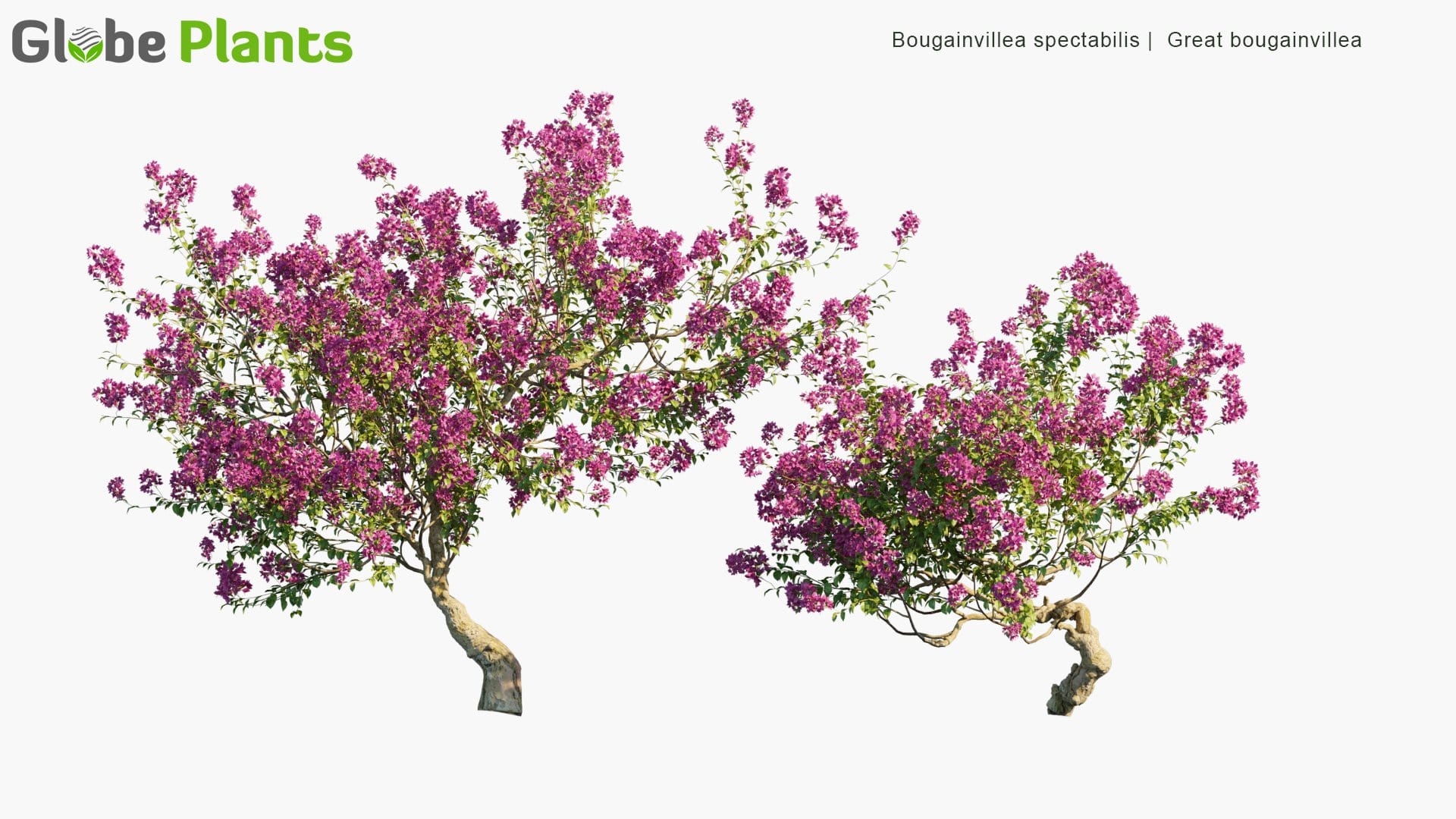 Bougainvillea Spectabilis - Great Bougainvillea (3D Model)