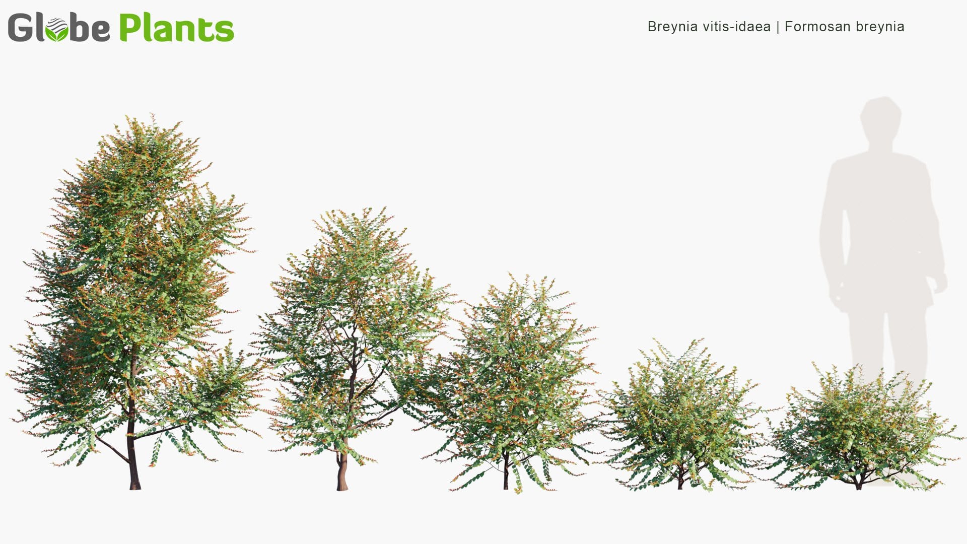 Breynia Vitis-Idaea - Formosan Breynia (3D Model)