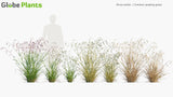 Load image into Gallery viewer, Briza Media - Common Quaking Grass (3D Model)