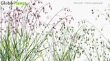 Load image into Gallery viewer, Briza Media - Common Quaking Grass (3D Model)