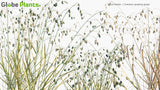 Load image into Gallery viewer, Briza Media - Common Quaking Grass (3D Model)