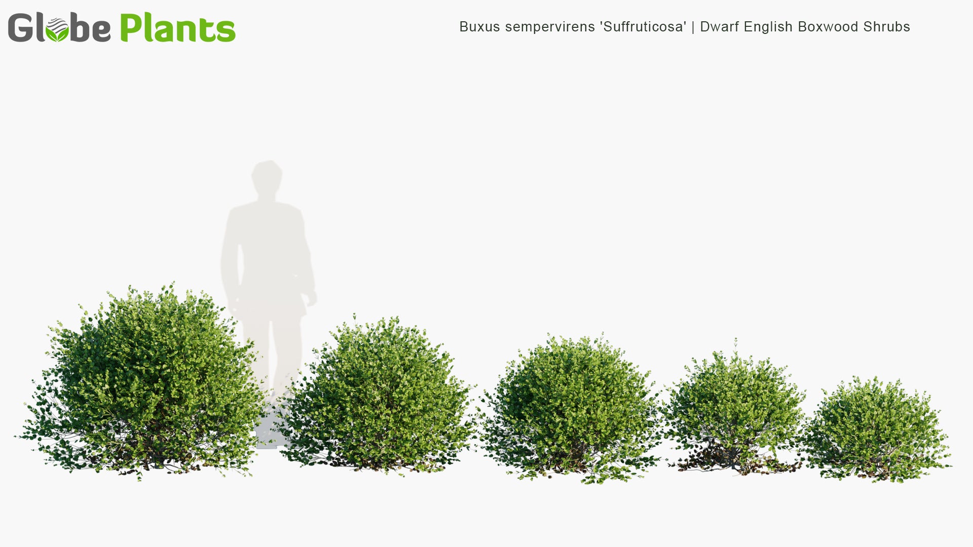 Buxus Sempervirens 'Suffruticosa' - Dwarf English Boxwood Shrubs