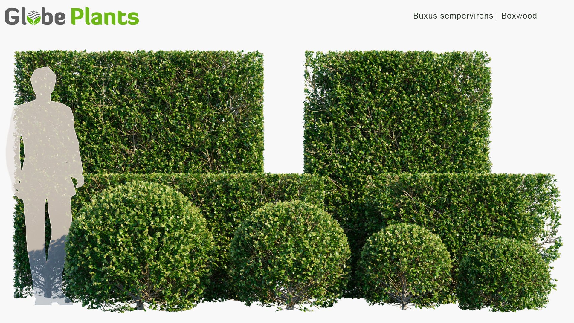 Buxus Sempervirens - Common Box, European Box, Boxwood | Hedge (3D Model)