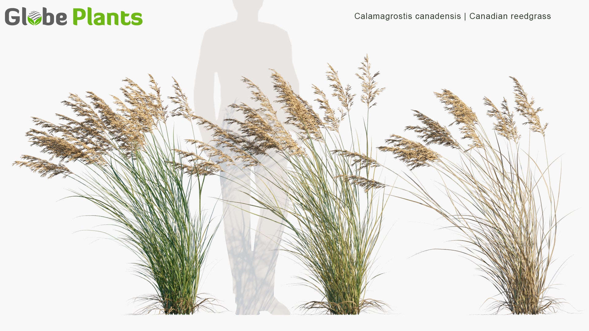 Calamagrostis Canadensis 3D Model