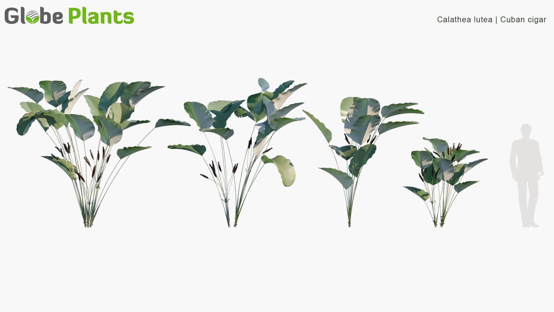 Calathea Lutea 3D Model