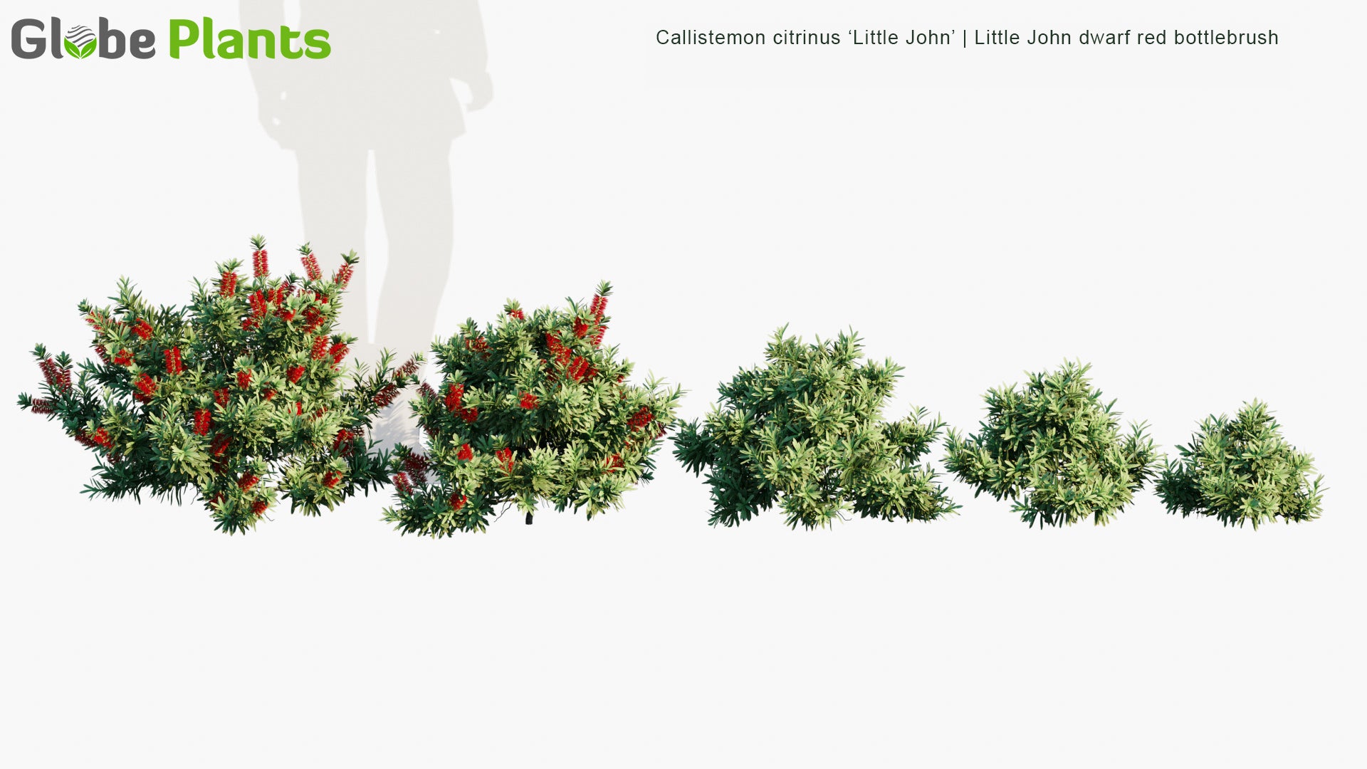 Callistemon Citrinus ‘Little John’ 3D Model