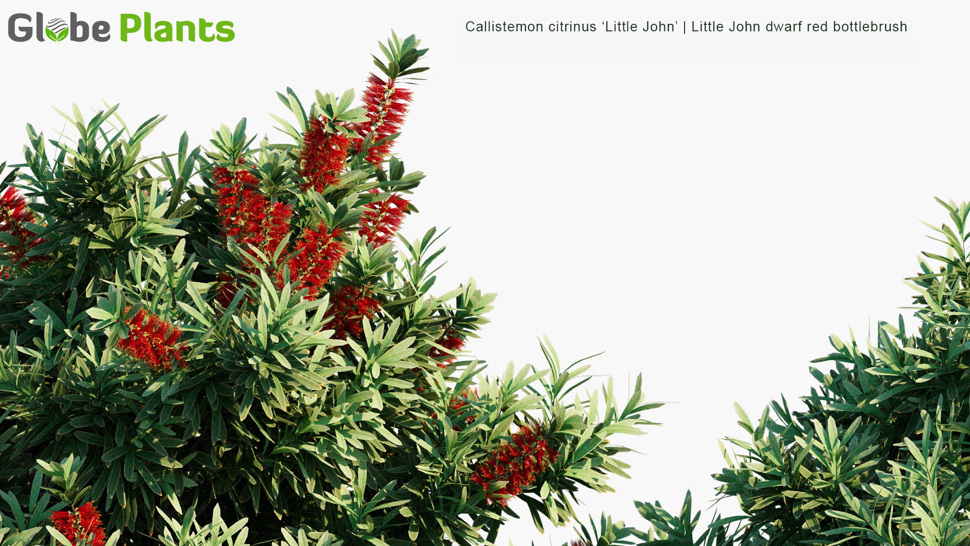 Callistemon Citrinus 'Little John' 3D Model