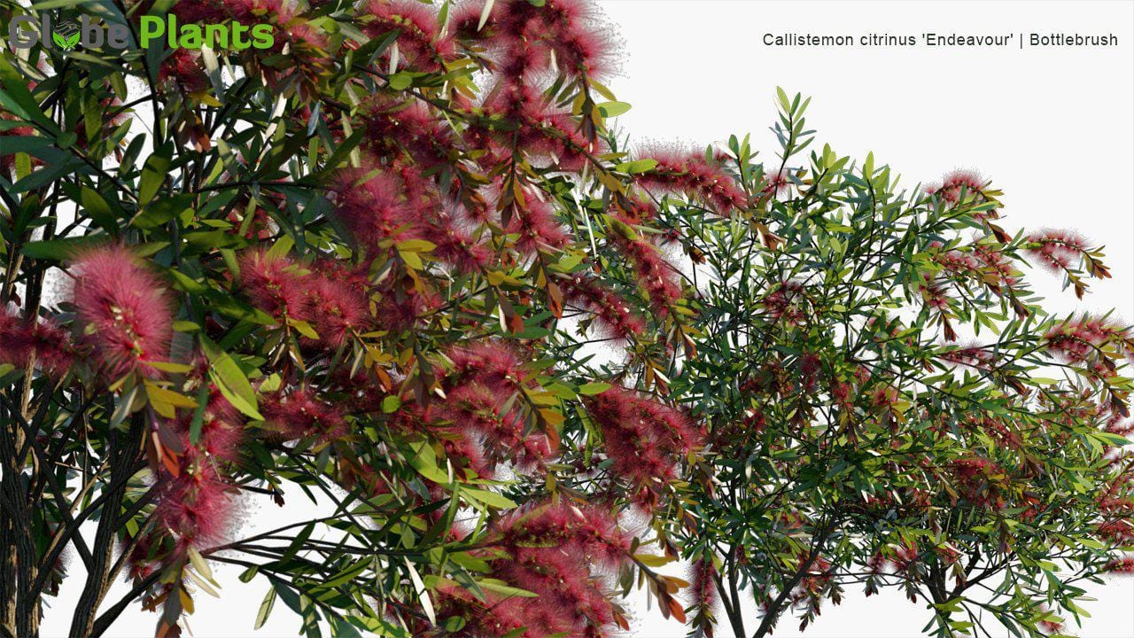 Callistemon citrinus 'Endeavour' 3D Model