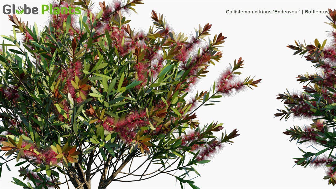 Callistemon citrinus 'Endeavour' 3D Model