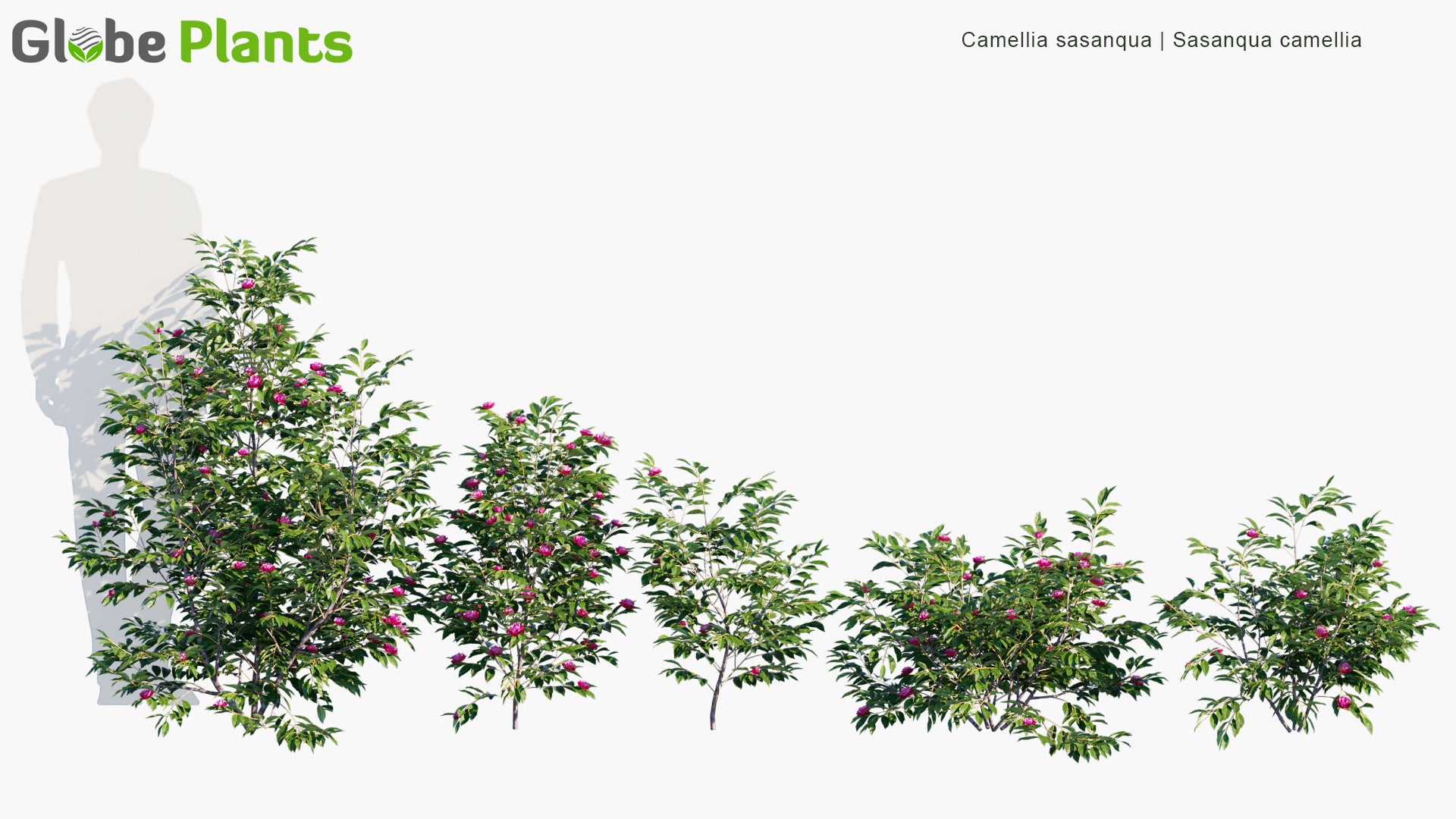 Camellia Sasanqua 3D Model