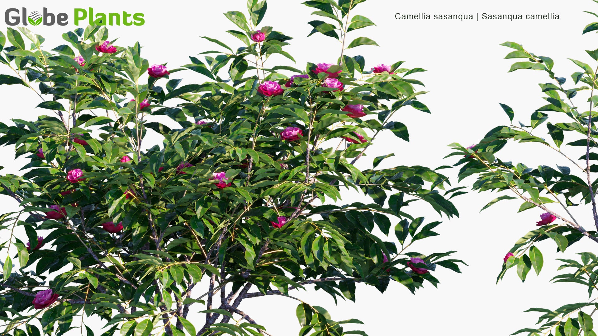 Camellia Sasanqua 3D Model