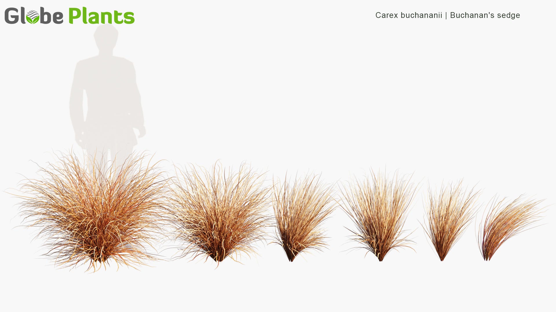 Carex Buchananii 3D Model