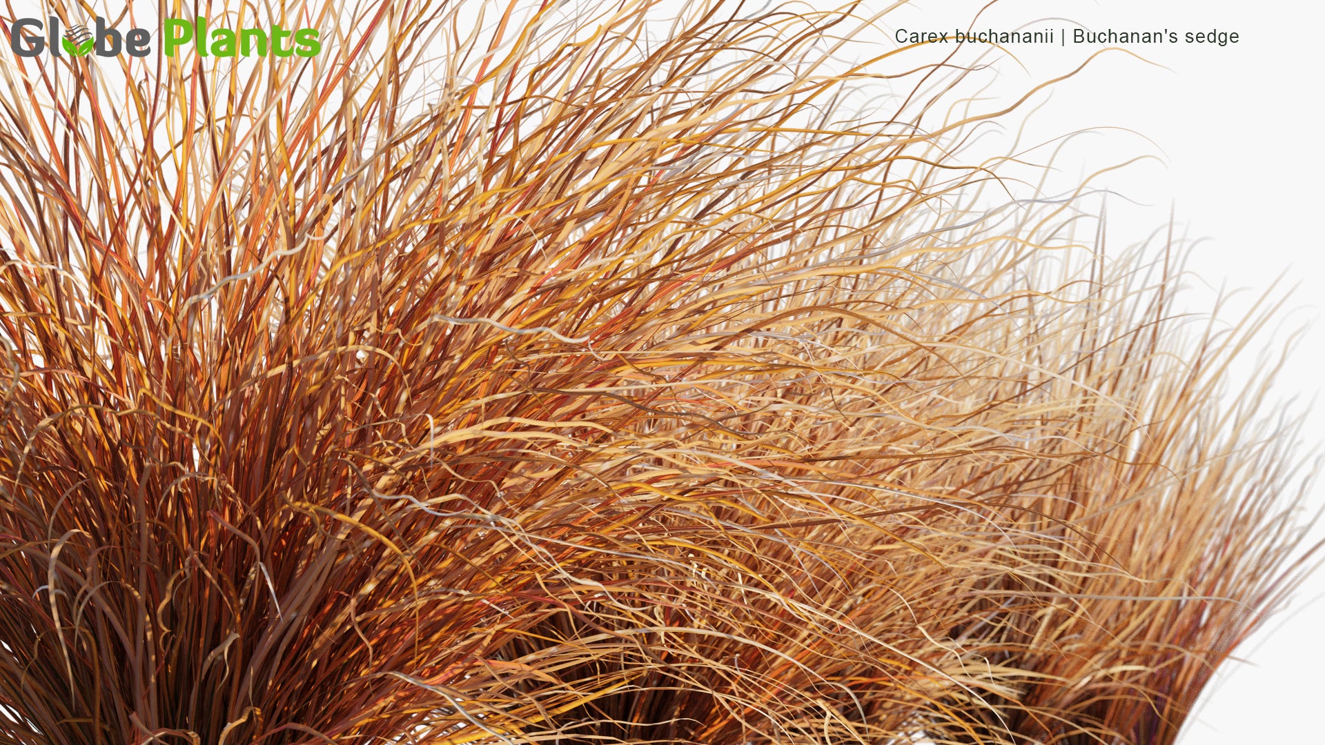 Carex Buchananii - Buchanan's Sedge, Cutty Grass (3D Model)
