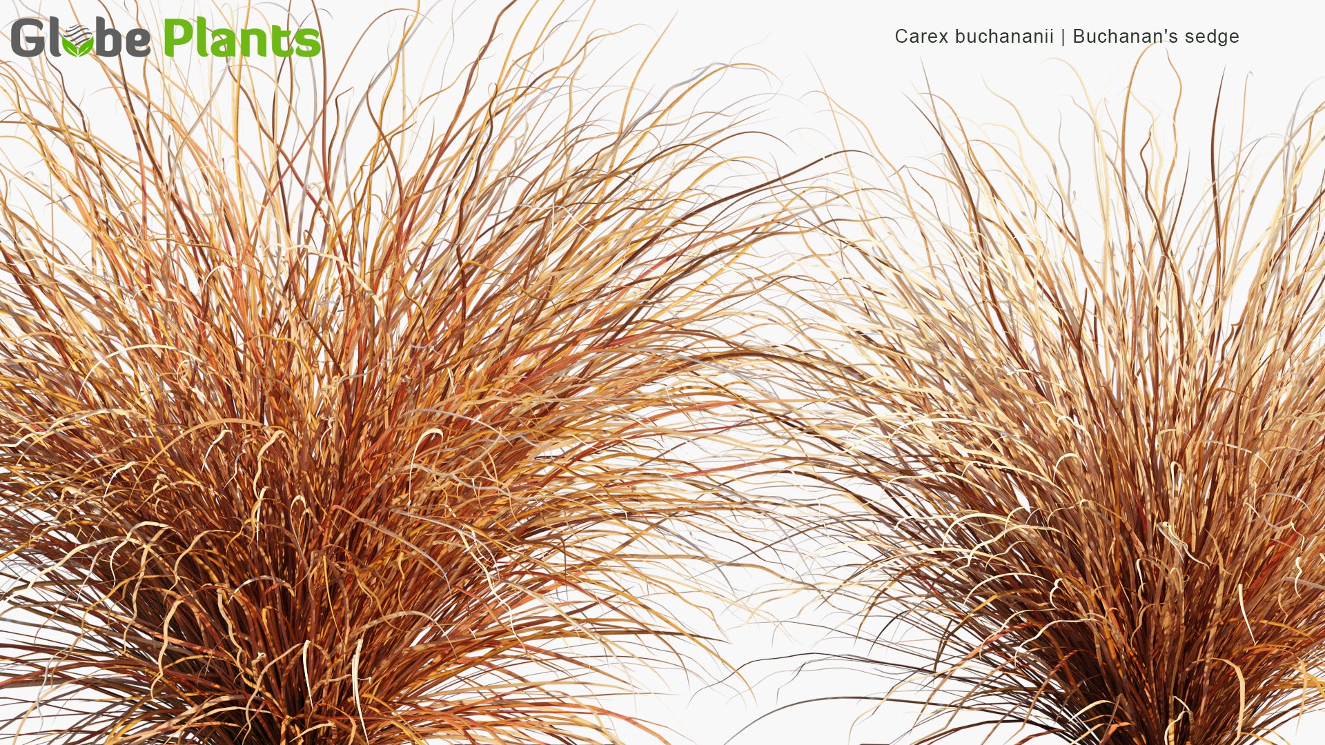 Carex Buchananii - Buchanan's Sedge, Cutty Grass (3D Model)