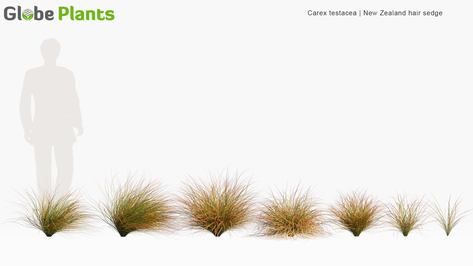Carex Testacea - New Zealand Hair Sedge (3D Model)