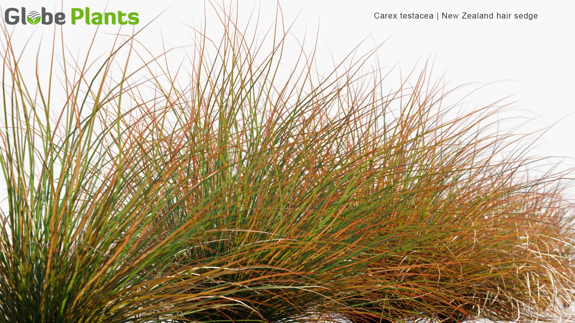 Carex Testacea - New Zealand Hair Sedge (3D Model)