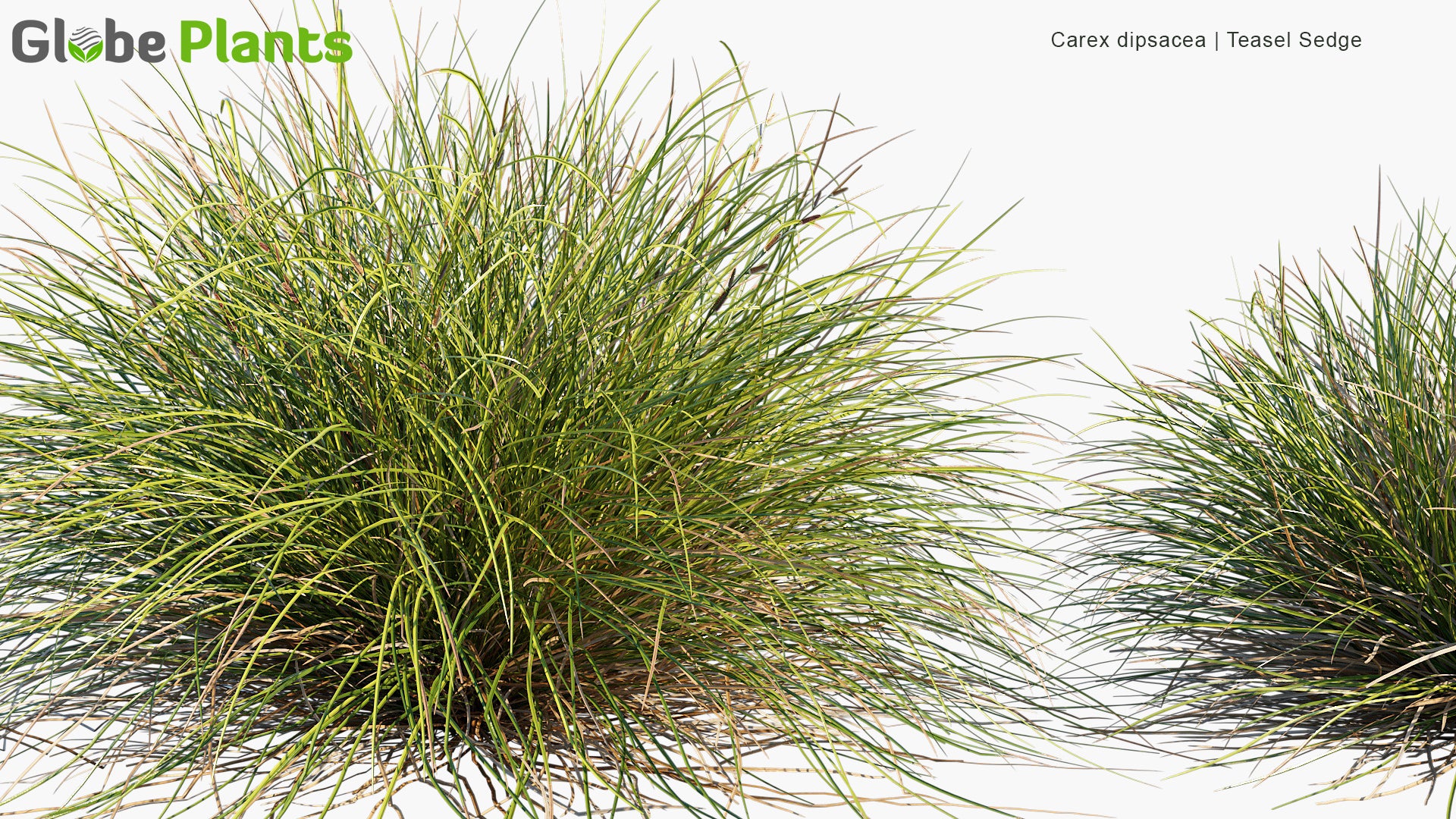 Carex Dipsacea 3D Model