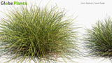 Load image into Gallery viewer, Carex Dipsacea - Teasel Sedge