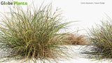 Load image into Gallery viewer, Carex Dipsacea - Teasel Sedge