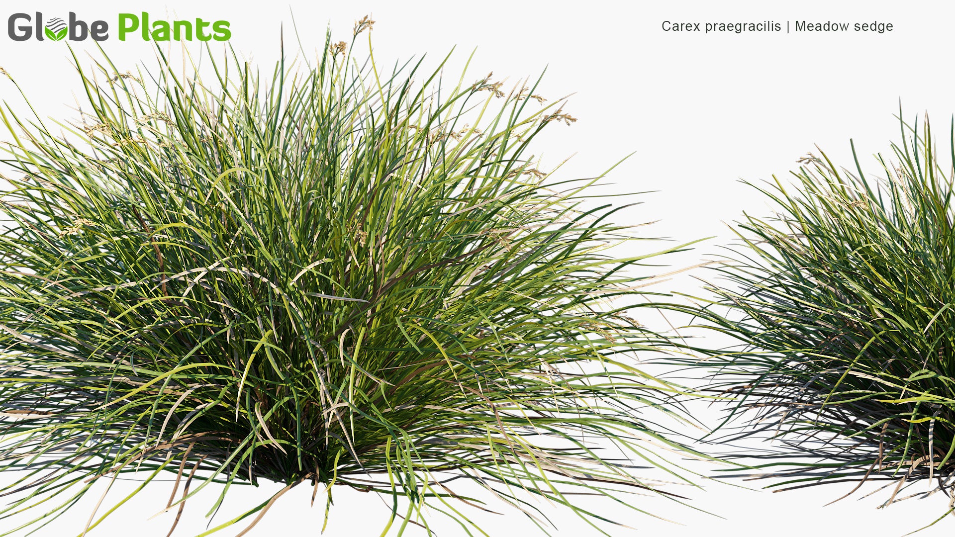 Carex Praegracilis - Clustered Field Sedge