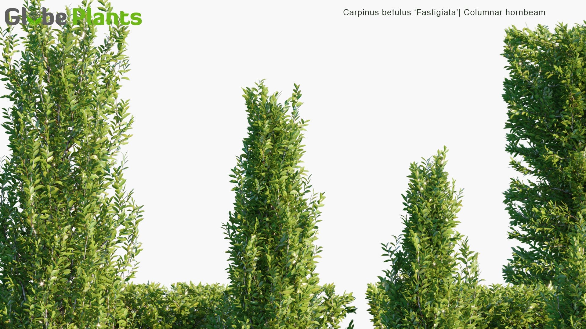 Carpinus Betulus ‘Fastigiata’ - Columnar Hornbeam | Hedge (3D Model)