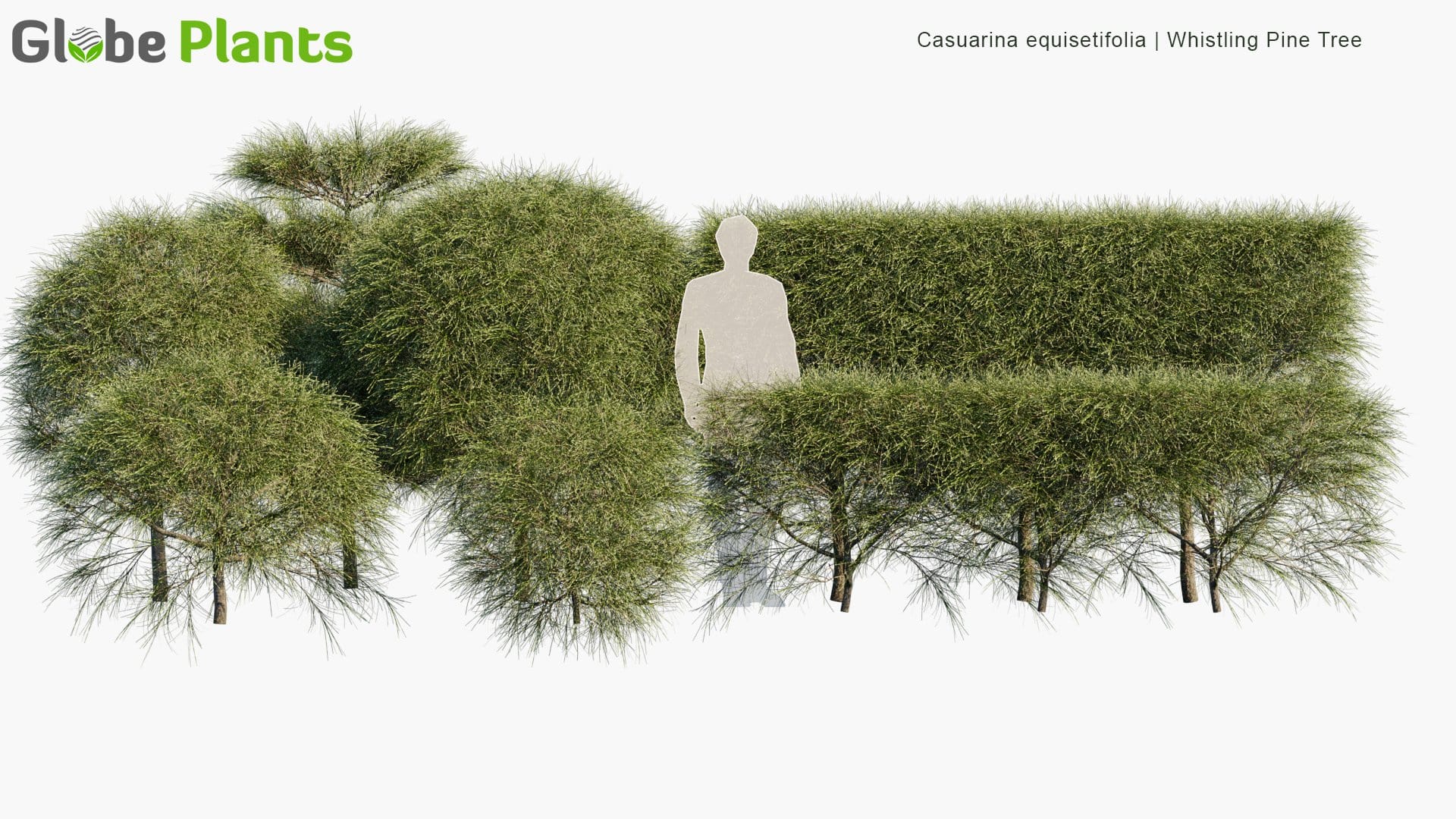Casuarina Equisetifolia - Whistling Pine Tree, Agoho Pine, Australian Pine Tree | Hedge (3D Model)