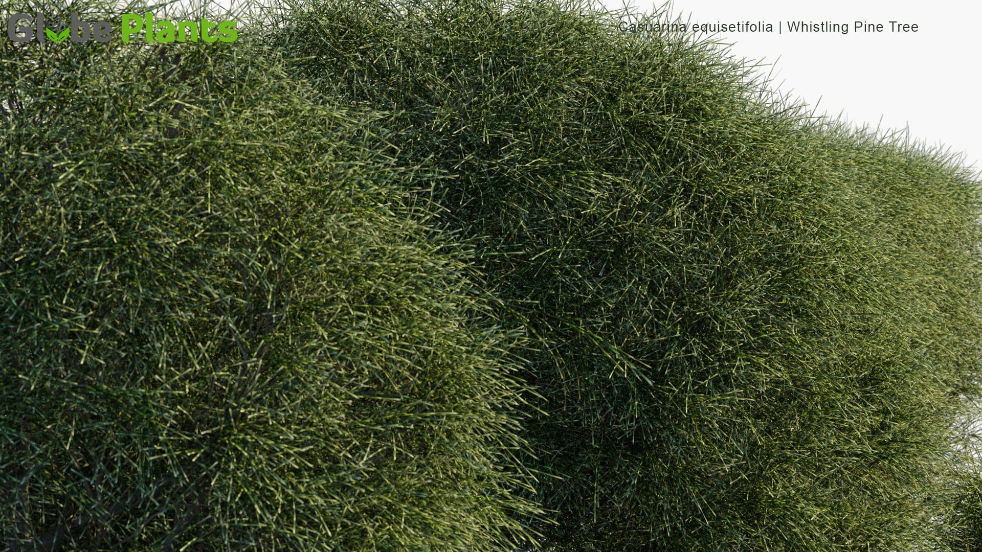 Casuarina Equisetifolia - Whistling Pine Tree, Agoho Pine, Australian Pine Tree | Hedge (3D Model)