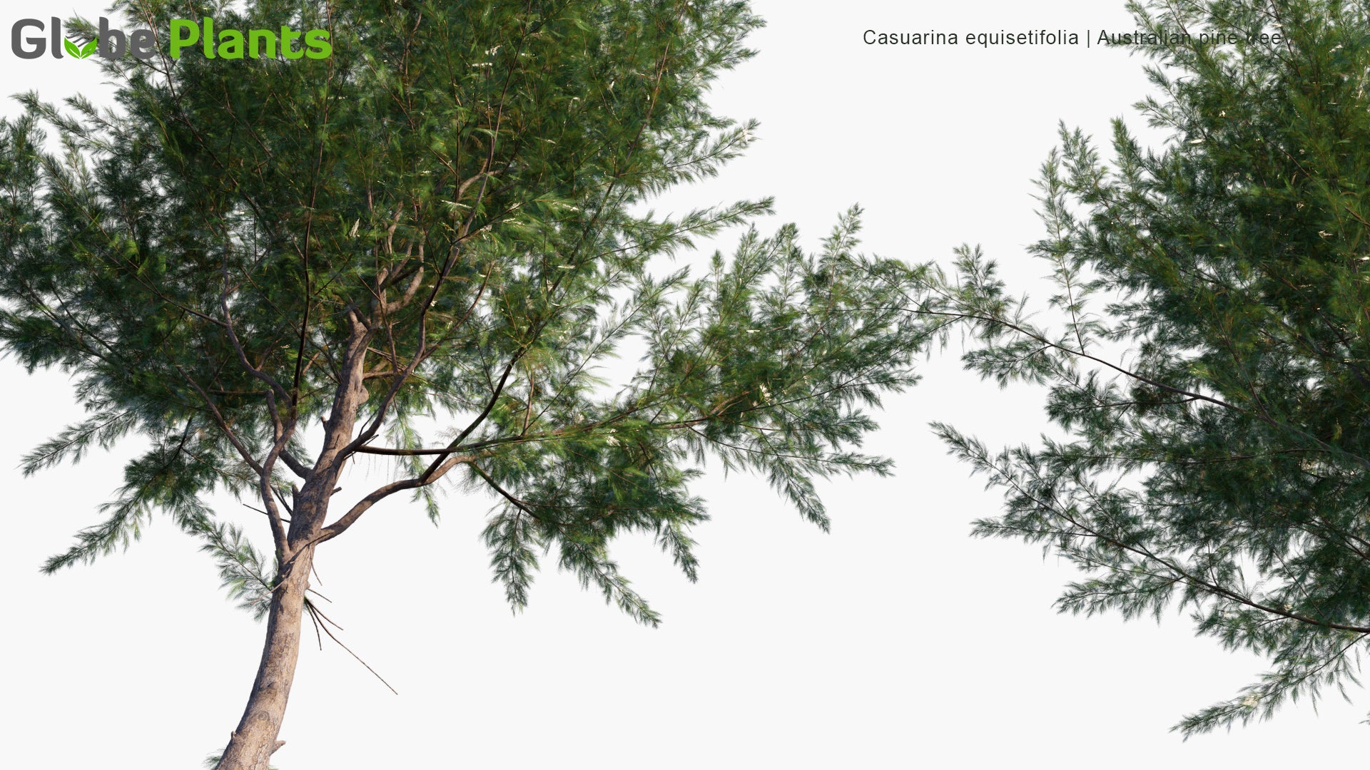 Casuarina Equisetifolia 3D Model