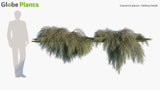 Load image into Gallery viewer, Casuarina Glauca - Kattang Karpet (3D Model)